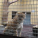 It is a magical moment when you make eye contact with a jaguar. Es ist ein magischer Moment, wenn du den Augenkontakt mit einem Jaguar hast.